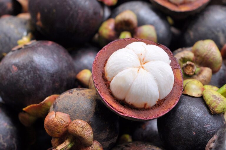 Mangosteen fruit hanging on tree, one of the Most Famous Bali Trees