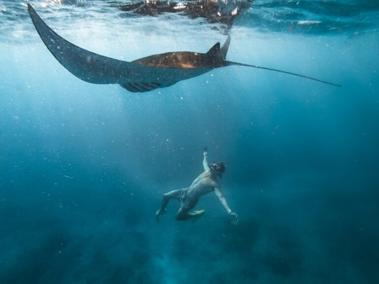 Diver observing giant manta mating underwater