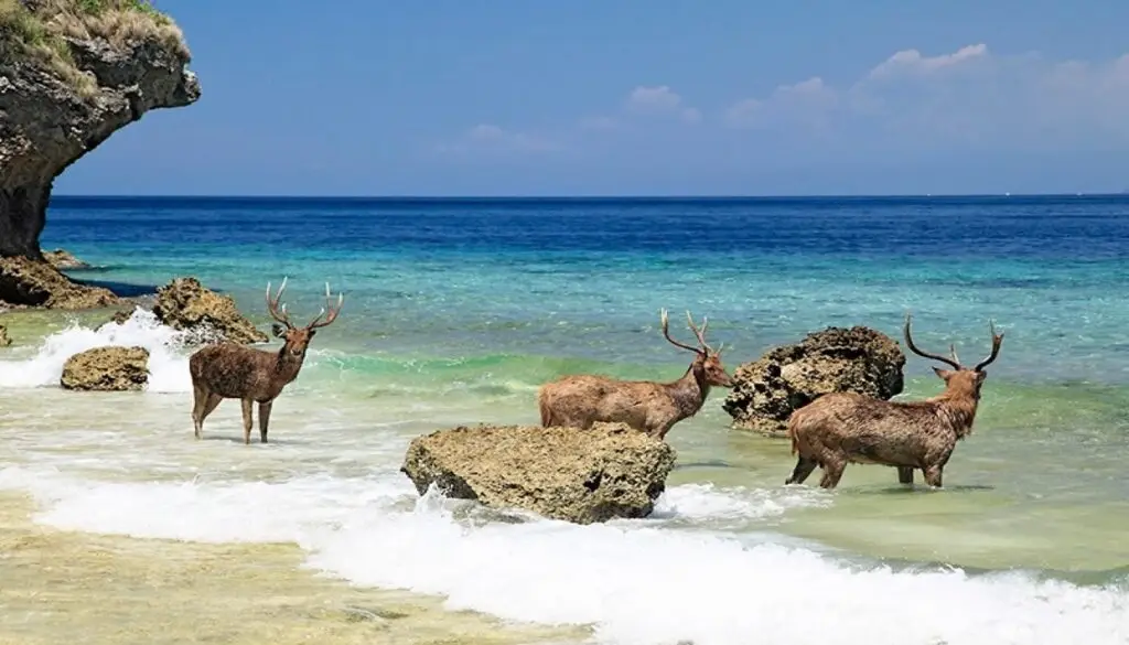 Crystal-clear waters and wildlife views at West Bali National Park, a must-visit Hidden Gems in Bali.