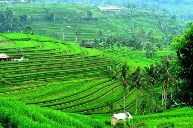 Vibrant green fields at Jatiluwih Rice Terraces, a cultural Hidden Gems in Bali.