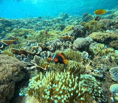 Colorful coral reef and tropical fish during Nusa Lembongan island tour and snorkeling trip