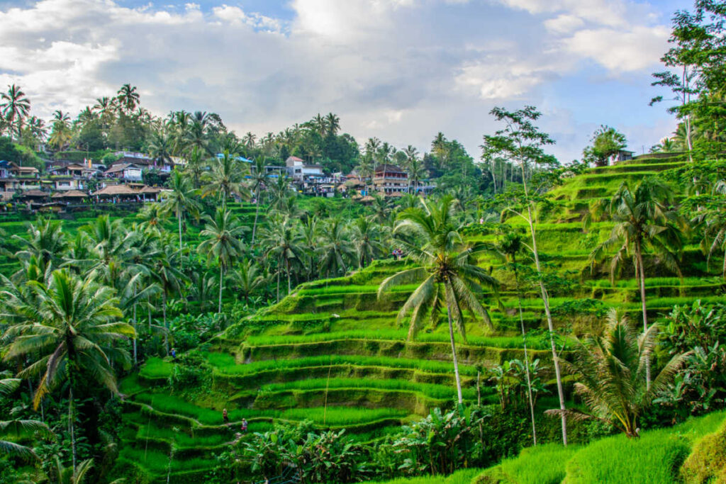 Scenic Tegallalang Rice Terrace during a guided Ubud tour