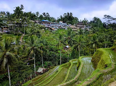 Romantic Bali tours โ scenic Ubud rice terraces, a must-visit destination for honeymoon couples in Bali.