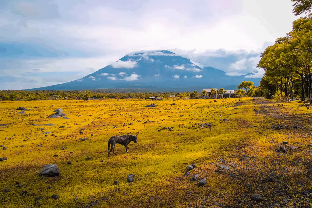 Bali Day Tour with breathtaking view of Mount Agung from savanna.