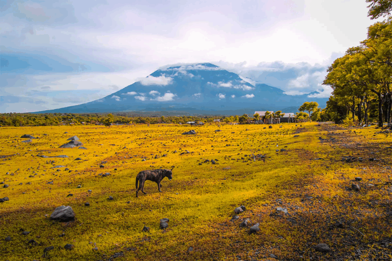 Bali Day Tour with breathtaking view of Mount Agung from savanna.