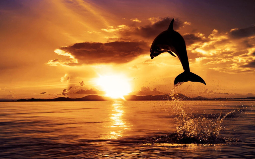 Dolphin jumping at sea during Bali Sunset Tour and Bali Day Tour