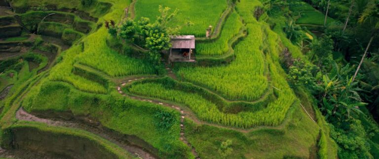 Tegallalang rice terrace landscape managed by professional DMC in Bali enhancing sustainable tourism.
