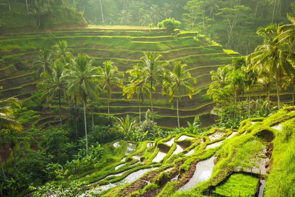 Tegalalang Rice Terrace Ubud - cultural highlight in Budget Bali Tours and Cheap Bali Tour Packages.