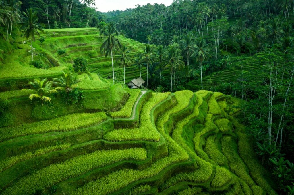 Visiting the iconic Tegalalang Rice Terrace during a scenic Bali Day Tour in Ubud.