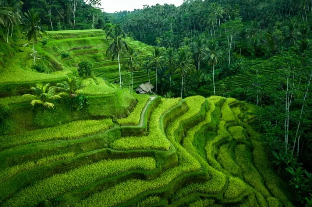 Visiting the iconic Tegalalang Rice Terrace during a scenic Bali Day Tour in Ubud.