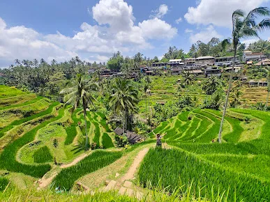 Panoramic view of Bali’s rice terraces during a guided tour with a local tour agency bali.