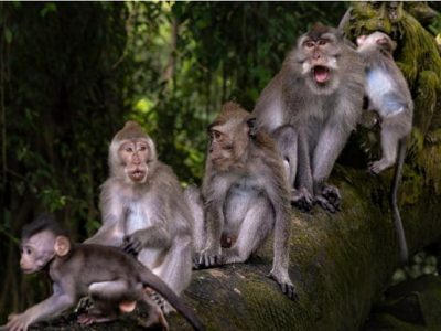 Sacred Monkey Forest Santuary Ubud Entrance Ticket